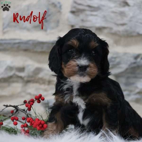Rudolph, Cavapoo Puppy